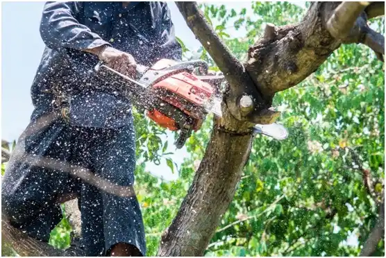 tree services Appleton